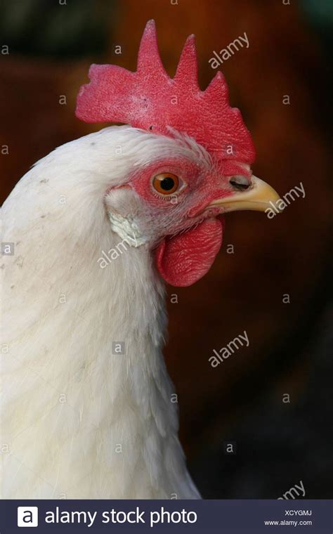 heads chicken