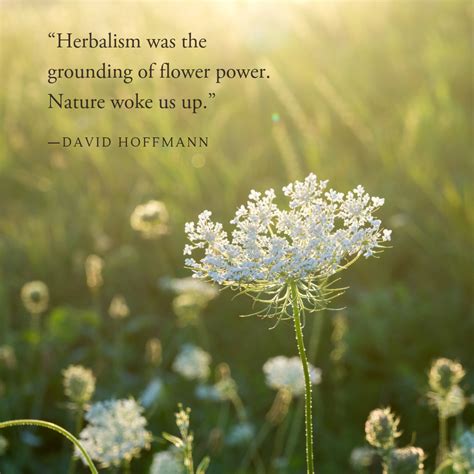 Healing Herbs Quotes