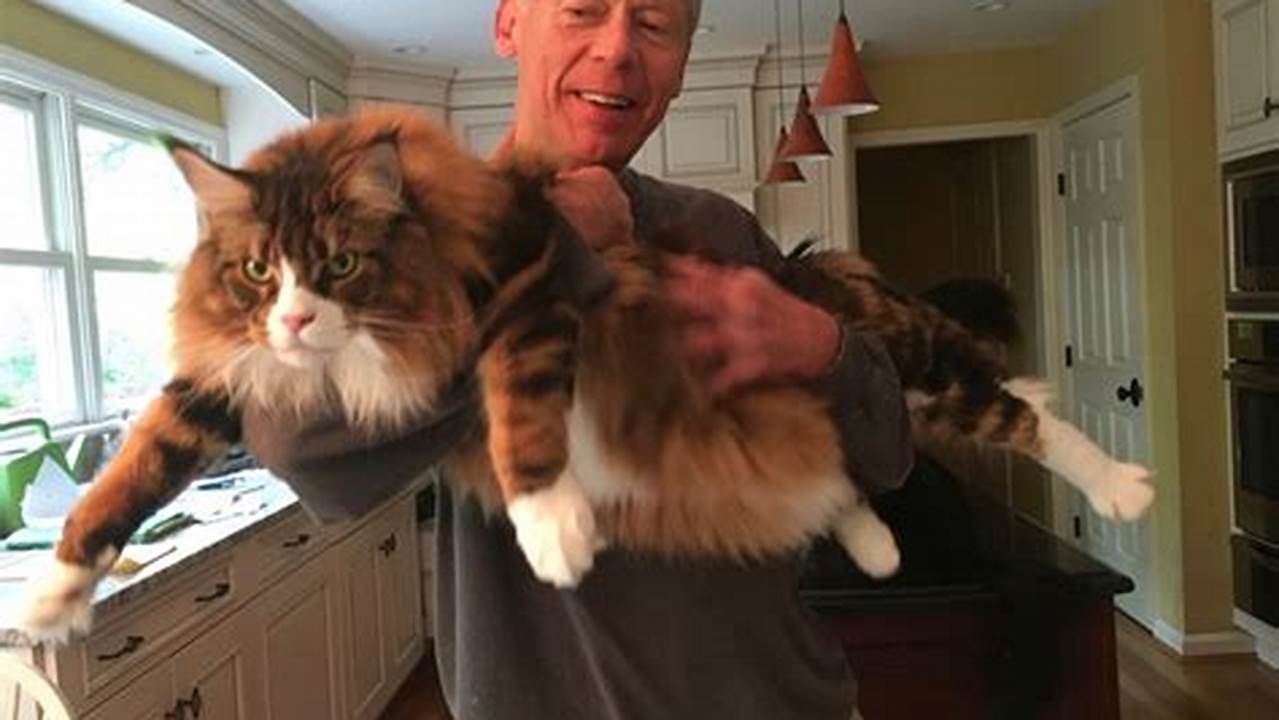 Health Issues Maine Coon Cat