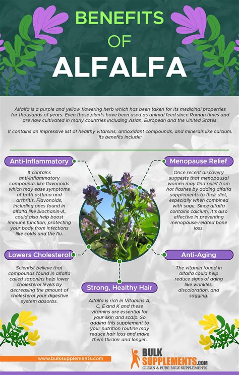 health benefits of alfalfa supplements