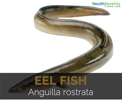 health benefits of eel fish for men
