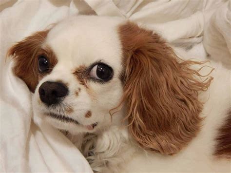 health issues of cavalier king charles dog
