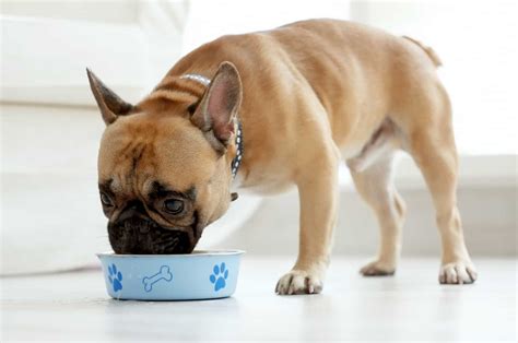 healthy dog food for french bulldogs