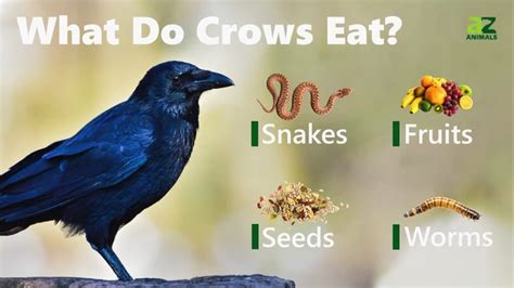 healthy food for crows