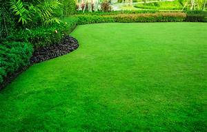 healthy lawn image