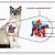 heart conditions in cats