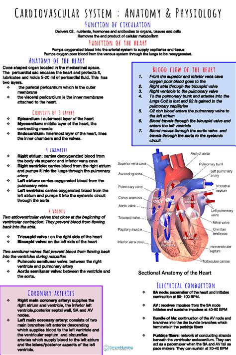 Heart Anatomy Study Guide
