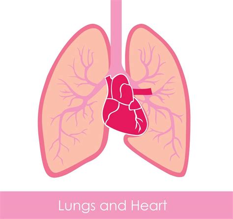 Heart And Lungs Printable