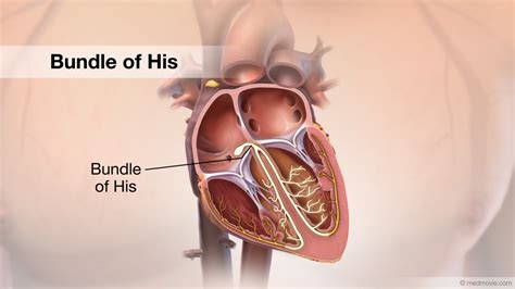 Heart Bundle Of His