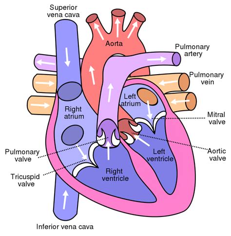 heart circulatory system drawing