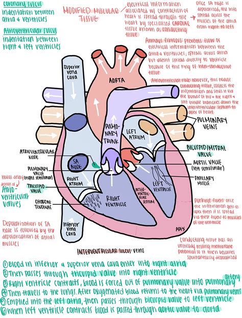 Human Heart Anatomy Diagram coordstudenti