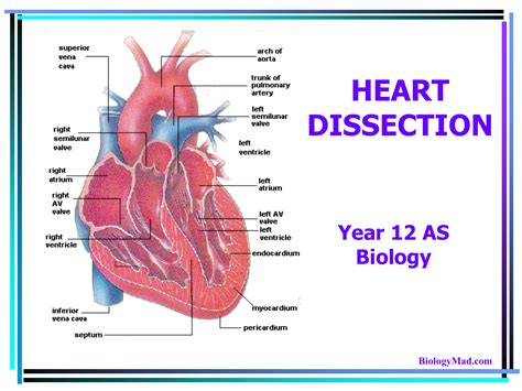 Mastering Heart Dissection Diagrams: Unveil the Anatomy