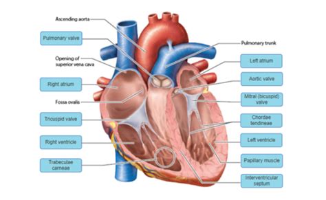 Heart Dissection Labeled Quizlet