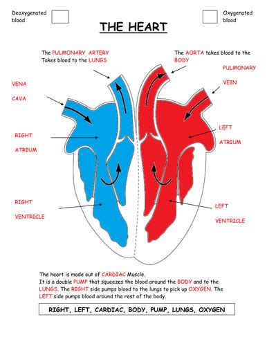 Heart Dissection Worksheet Ks3