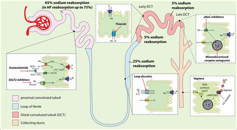 Heart Failure And Loop Diuretics