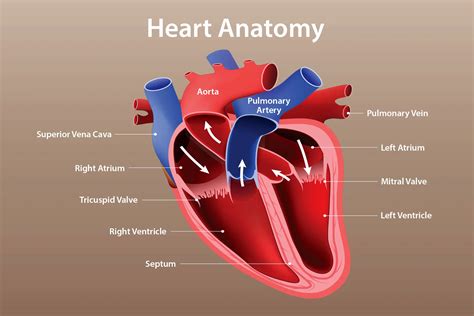 Heart Function Rating