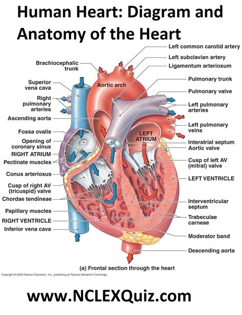 Heart Internal View Printables All Components
