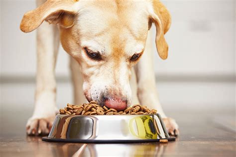 heart issues in dogs from grain-free food