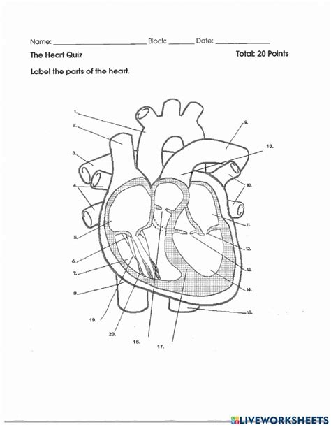 Heart Labeling Printable Quiz
