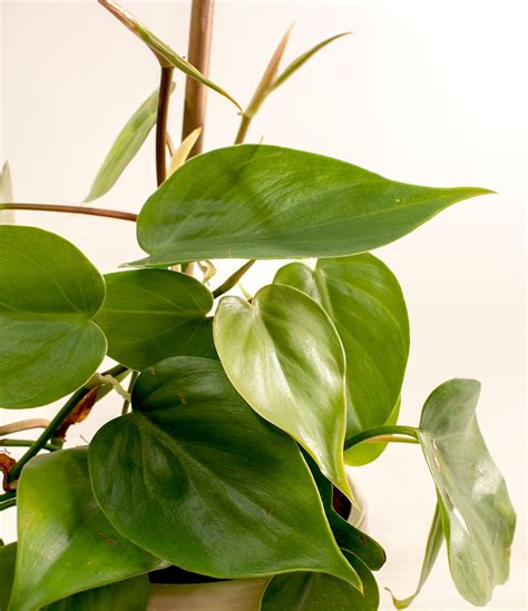 heart leaf philodendron plant care