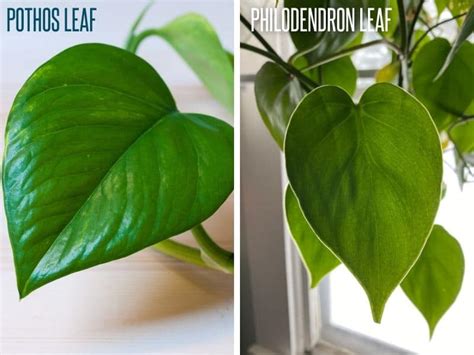 heart leaf philodendron vs pothos