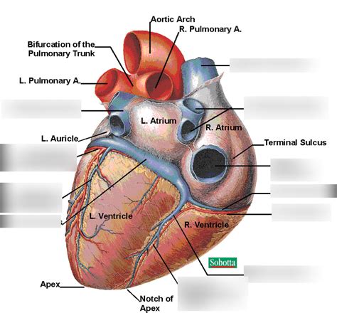 Heart Posterior View Printables All Components