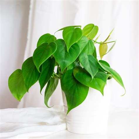 How to Care for Philodendron Cordatum (AKA Heartleaf Philo, Cord
