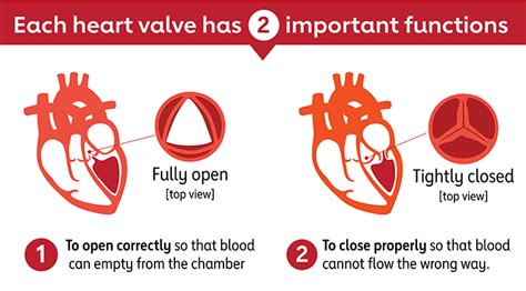 Unveiling the Mysteries: How Heart Valves Work and Their Vital Functions