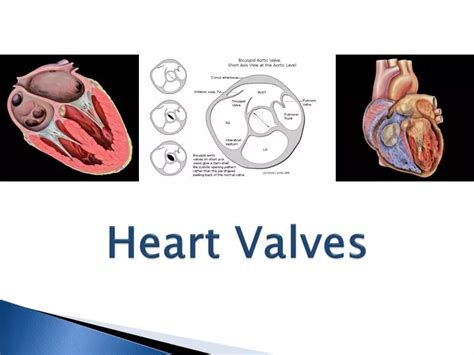 Heart Valves Ppt