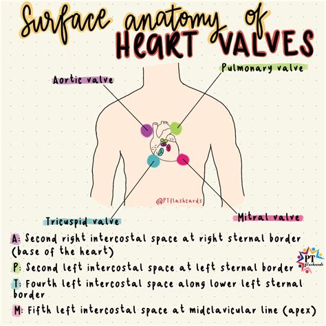 Heart Valves Surface Anatomy