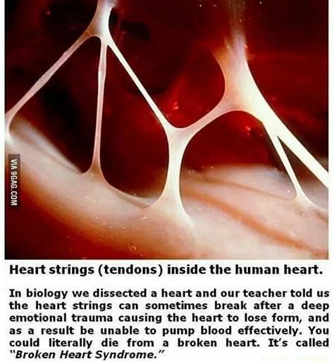 heartstrings meaning