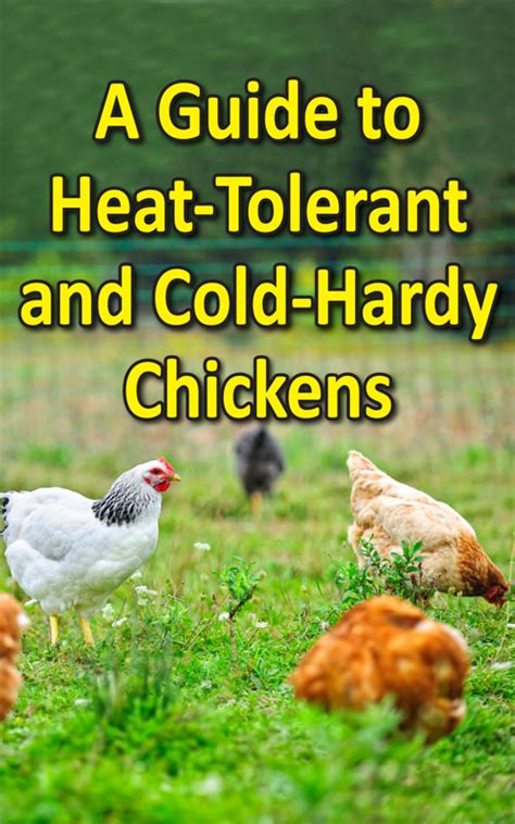 heat and cold tolerant chicken breeds