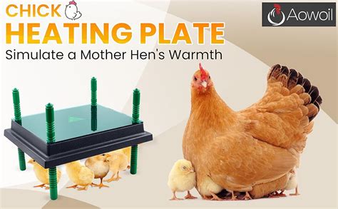 heat plate chicks