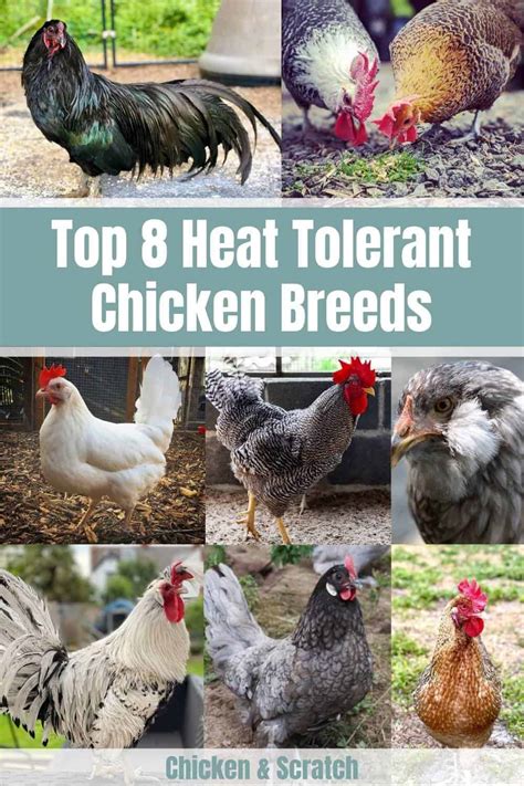 heat resistant chicken breeds