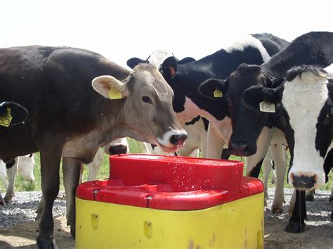 heated cattle waterer