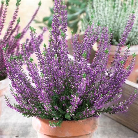 heather for sale online
