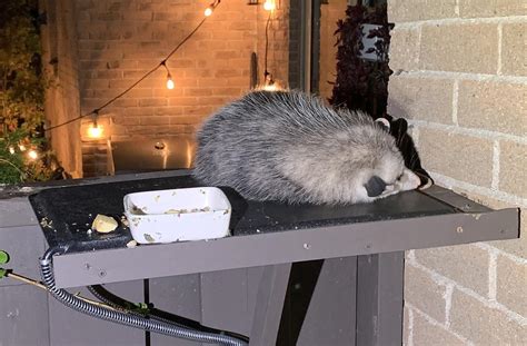 Heating Pad After Eating