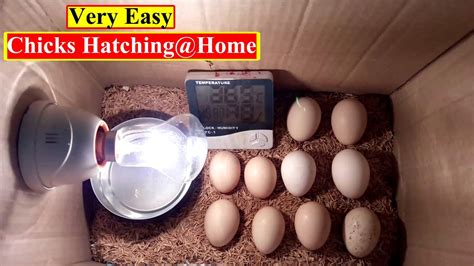 Heating Pad To Hatch Eggs