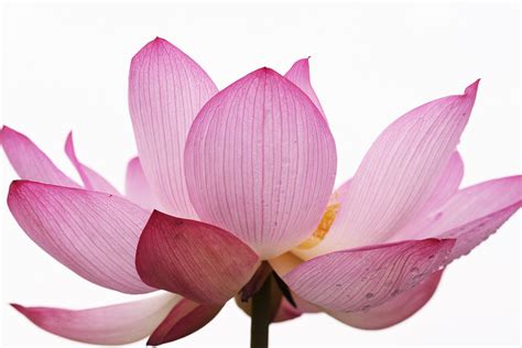 Heavenly Flower In Japanese