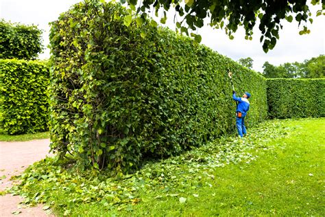 hecke schneiden