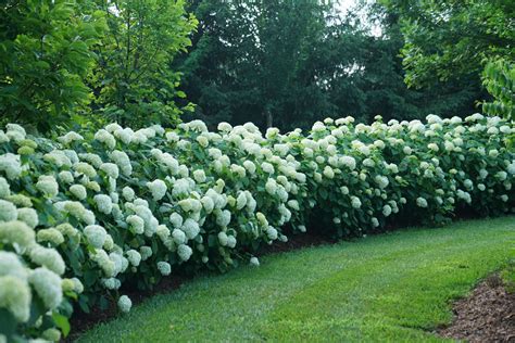 Hedge Trimmer On Hydrangea