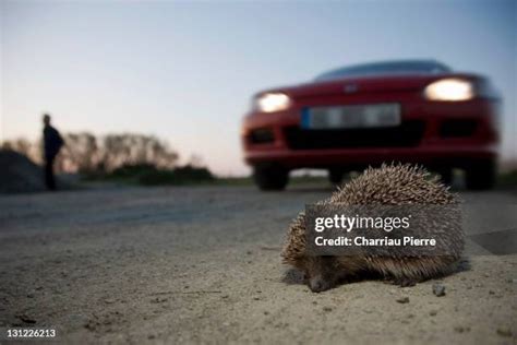 Hedgehog On Road