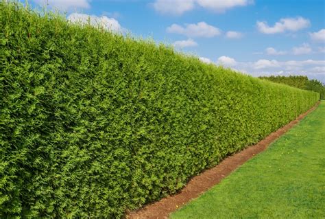 6 Fastest Growing Hedges For The Garden Horticulture.co.uk