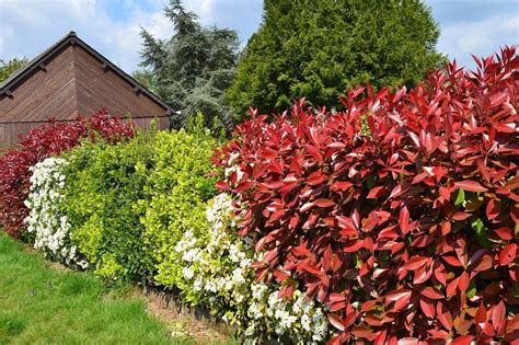 Hedging Plants – How To Create An Attractive Hedge For Your Garden