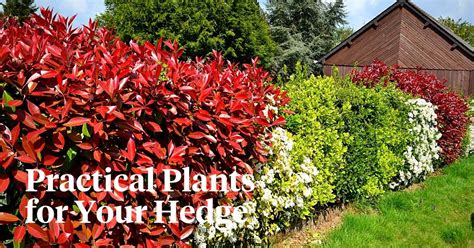 Hedging Plants For Privacy