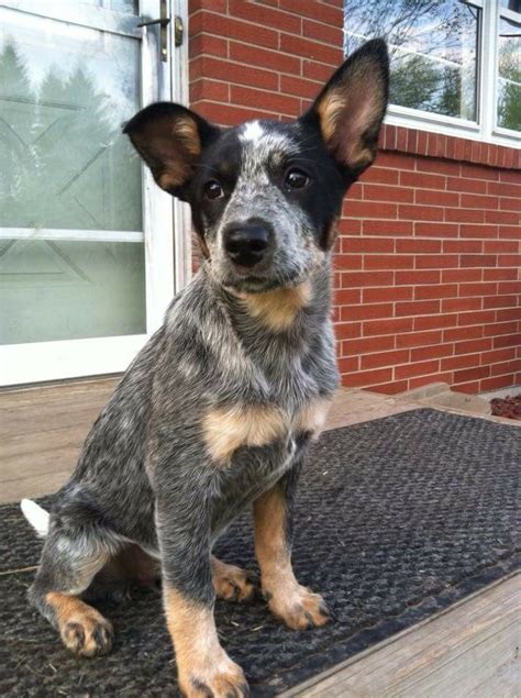 heelers for sale near me