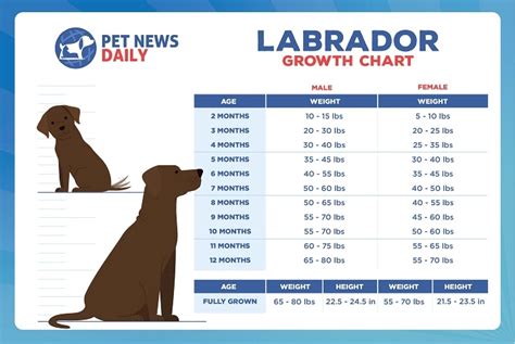 Height And Weight Chart Of Labrador