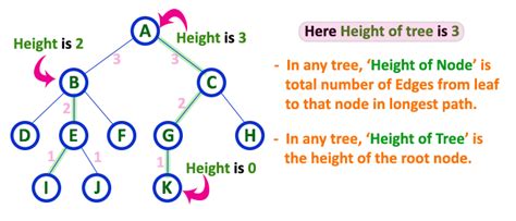 height of a node in a tree