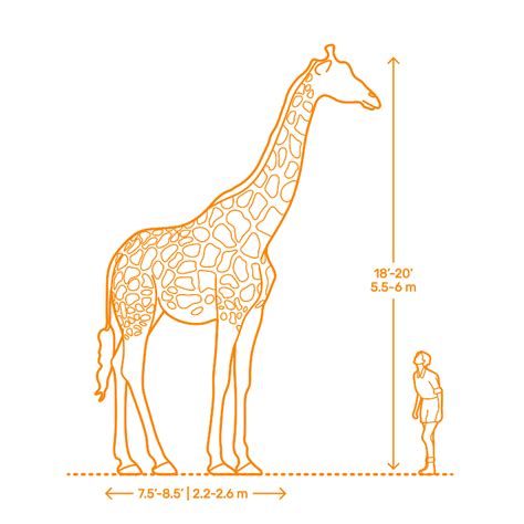 Height Of An Average Giraffe