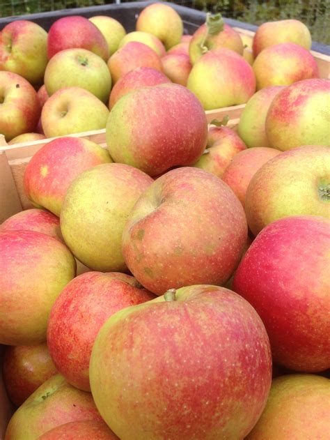 Heirloom Apple Nursery